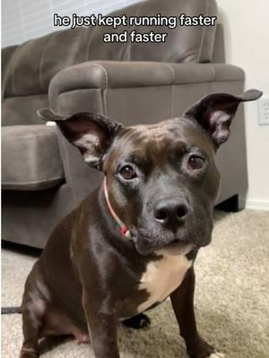 I feel so misunderstood… #funnydogsoftiktok #funnydogstory #dogstorytime #dogsontiktok 