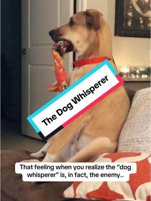 That feeling when you realize the #dogwhisperer is in fact, the enemy. #dogtv #dogtok #dogsdoingthings 