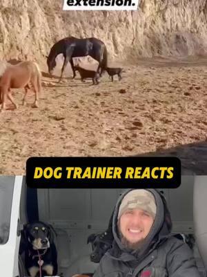 ⚠️ WARNING ⚠️ DOG TRAINER REACTS ⚠️ - Dogs attack horse and get kicked in the head #DogTraining #dogtrainingtips #puppytraining #doglover #packleader #dogobedience #dogsonadventures #dogtrainerreacts #reactionvideo #puppytraining #puppy #fyp