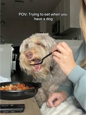 Nooo I have never given her people food I totally have no clue why shes like this 👀  #dog #dogsoftiktok #needydog #clingypet #funnydogs #doodlepuppy #pov #dogfood #aussiedoodle #dogparent #dogmom #pets #fyp 