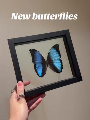 Guess what!? We will have an all new round of butterflies in frames on our website release Saturday at 12 PM PST. And our whole website is going to be at 30% off including new inventory. We will have some additional discounts on other collections, I will make a video Saturday morning going into more detail. ##fyp##gemshowfinds##crystalsoftiktok##bugsinframes##butterflyinframe##butterfly