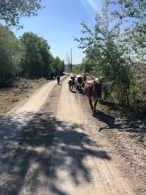 Flash back to moving the herd this summer #longhorns #cattle #beef #grassfedandfinished #lazymandm #ranchlife #wyoming #wyomingbeef #anguslonghorncross #cross #summerpasture #Summer #fyp #ranchlife #moos #cowtok #babysteaks 