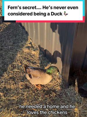 We love our #chicken #duck #mallard #ducks #ducksoftiktok #chickentok #chickensoftiktok #ducksoftiktok #farmlife #chickenmom #chickenmath 