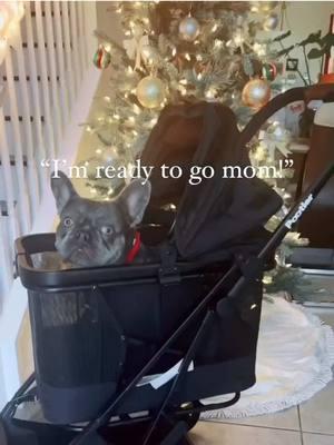 @Bambino the Frenchie showing us the amazing Pootler pet stroller! Get your pup the gift they deserve this holiday season 🥰 #fyp #foryou #joovy #pootler #stroller #petstroller #family #dogstroller #puppy 