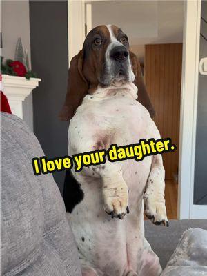 #beauthebasset #bassethound #sittingpretty #iloveyourdaughter 