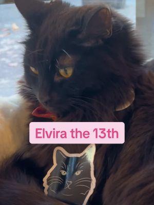 IT’S ELVIRA THE 13TH 🐈‍⬛🍀 alllll online orders that add Elvira’s sticker to cart & use purromo code ELVIRATHE13TH at checkout get the Hisstress for fureeeee! 🥰 #nekocatcafe #catcafe #seattle #bellingham #bellinghamwa #pnw #neko #blackcat #elvira #elviramistressofthedark #spooky #fridaythe13th 