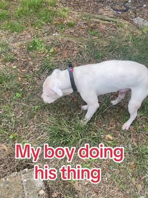 This is normal to me, a lot of ppl think its bad and i havr to take them to the vet. They been doing that their whole life 🐮🐮🐮🐶 #fyp #fypシ #dogs #casper #whitepitbull #snitch #pitbullsoftiktok #pitbulls #dogsoftiktok #fypシ゚viral #help #reacuedog 