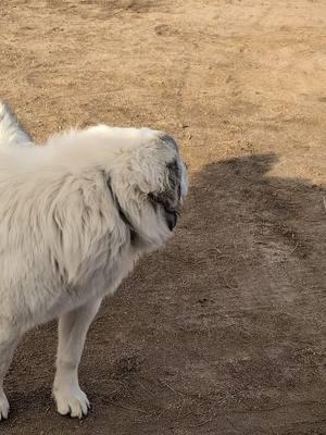 I shall sing along! 😂#colorado #foryou #greatpyrenees #puppy #pyrenees #sing 