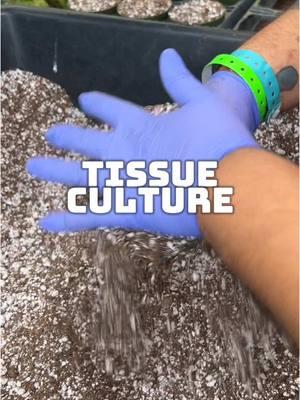 SO satisfying 🤤 #fyp #montage #tissueculture #planting #growing #create #creating #workhardplanthard #vibes #CapCut 