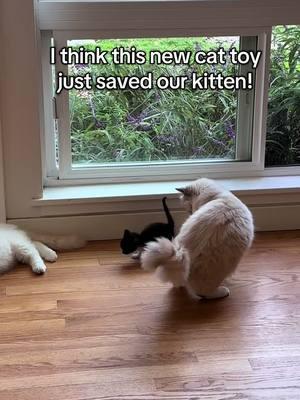 Honest reviews only, the kitties LOVE this one! #ragdoll #ragdollkitten #ragdollcats #cherubim #prematurekitten 