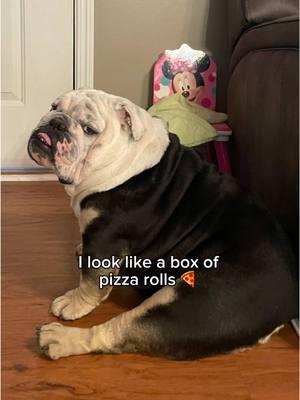 bro looks like a burnt chicken nugget 😭 #englishbulldog #bulldog #bulldogsoftiktok #bulldogs #dog #dogsoftiktok #dogs #doglover #dogmom #doglife #bro #panda #lookalike #twinkie #funnyvideo #funnydog #viralvideo #viraltiktok #explorepage #foryoupage #fyp #fypシ #ipadkid #memestiktok 