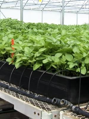 How do the engineered greenhouse grown plants from Valley Tissue Culture go from the plastic containers to the greenhouse? . https://www.pbs.org/video/valley-tissue-culture-spuds-hvrbxm/ . Support Pioneer PBS at tinyurl.com/supportpioneerpbs . #potatoes #spuds #potatocompany #greenhouse #healthyfoods #growingfood #food #product #pbs #prairieyardandgarden #recipes #uppermidwest #plasticcontainer #massproduction #pbs #pioneerpbs #plantlet #cloning #tissueculture