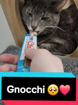 Gnocchi is a 3 year old, diluted tortishell kitty! She is very sweet but isn't 100% sure about the cafe. She is still adjusting and will need lots of love from all of our wonderful visitors! If you or someone you know is looking for a cat that may need some reassurance, come in and meet Gnocchi! ❤️🥺  #centralpurrkcatcafe  #centralpurrk #catcafe #georgetownkentucky  #Kentucky  #catsandcoffee  #shycat #dilutedtortie 