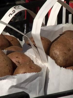 The average person consumes 120 pounds of potatoes each year. With this much demand, it sprouts opportunity. Learn how Valley Tissue Culture grows high-quality organic seed potatoes in a controlled greenhouse to help meet this demand. . https://www.pbs.org/video/valley-tissue-culture-spuds-hvrbxm/ . Support Pioneer PBS at tinyurl.com/supportpioneerpbs . #potatoes #spuds #potatocompany #greenhouse #healthyfoods #growingfood #food #product #pbs #prairieyardandgarden #uppermidwest #plantlet #cloning #tissueculture#supplyanddemand