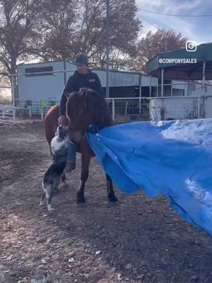 Joey doesn’t mind sharing his space, he’s just happy to be a part of it. The easiest & gentlest guy you’ll find! [Link in Bio: Sparrow Spectacular] #cowponysales #cowpony  #ranchhorse #horseforsale  #onlinehorsesale #trailhorse #ranchlife #ranching    #ranchversatility #familyhorse #versatility #gypsy #gypsycross #ranchgelding @Molly Roberts-Sparrow 