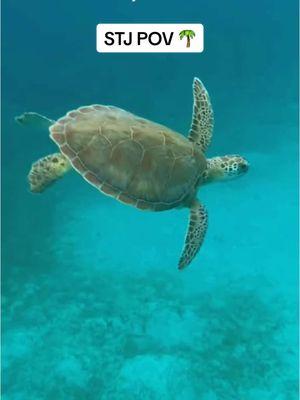 #fy #fyp #foryoupage #fypシ #vacation #travel #ocean #stj #stjohn #usvi #virginislands🇻🇮 #usvirginislands #caribbean #sand #turtle #animals #swim #snorkle #trending #relatable #adventure #beach #water #blue #amazing #shark #sea 