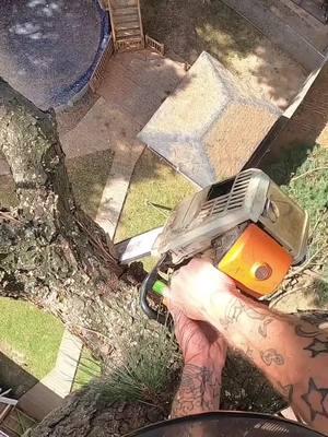 I dont think he likes tree work either…#fypage #fyp #fypシ #treelife #madeforthis #getrichorclimbtrying #sendit #trees #stihl #treeclimber #arbortec #monkeybeaver #treeguy #climber #treework