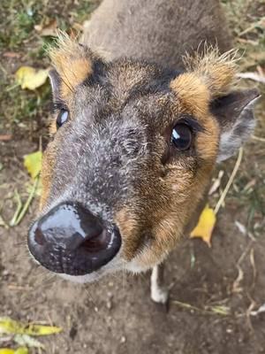 While everyone is looking up at the red panda in the trees, a very dainty deer is exploring the habitat on the ground. Meet Sokka, the Reeve’s muntjac!  These solitary deer hail from Asia, like their red panda neighbor, and eat leaves, fruit, bark and fungi.  #muntjac #redpanda #animals #frankinparkzoo #fpzoo #animalfacts