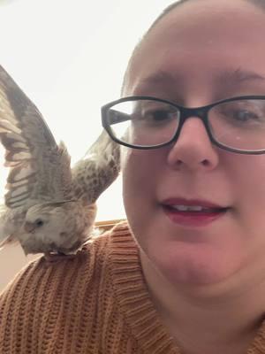 WET BIRD!! #nugget #cockatiel #bird #wet #smelly #cockatielsoftiktok #bath #birdowner #loveable #cute #animalsoftiktok #PetsOfTikTok 