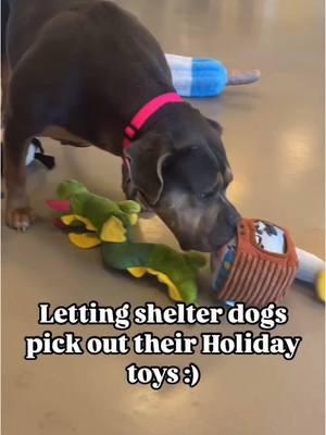 Pawliday toys for some of the goodest girls and boys. 🥹💖 Video and below caption from @ franklincodog (IG) 💚 ・・・ 🎄🐾 Letting Shelter Dogs Choose Their Own Holiday Toys is a gift in itself! 🐾🎄  Every dog deserves a little extra joy, and this holiday season, you can help make that happen!  Just like us, dogs thrive with daily enrichment, and we are on a mission to ensure that all 300 of our pups receive their very own gift of kennel safe toys. 💖  While stuffies are reserved for supervised play time, we are currently in most need of kennel safe toys like Nylabones, Benebones and Large/XLarge Kongs, which are great for keeping our dogs happy and entertained while they wait to find a home.  Please consider sending a gift to our shelter dogs today, by visiting our Amazon wish list 🌟 LINK IN @ franklincodog BIO!!  Together, we can make this season extra special for our dogs. 🎁✨ #FCDSAdoptables . . . #HappyHowlidays #ShelterDogs #SaveALifeAdopt #AdoptAShelterPet #RescueFosterAdopt #HappyPawlidays #RescuedIsMyFavoriteBreed 