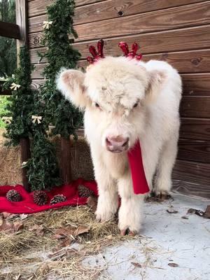 🎄Merry Christmas🎄 #minicow #minicows #fluffy #fluffycow #cow #reindeer #merrychristmas #christmas #christmascow #christmastiktok #cowlover #fyp #scottishfold #highlandcow #viralanimals #cuteanimals #christmas2024 #farmlife #minihighland #calves #highlandcattle #calvesoftiktok #cowsoftiktok #babycow 