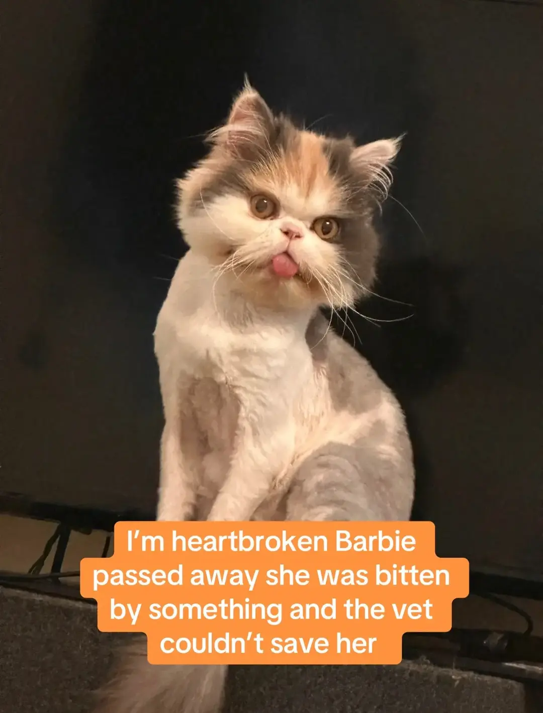 #heartbroken #sad #barbie #loved #gonetoosoon #catsoftiktok #cat #Heaven #died #devistated #meow #kiki #gonebutneverforgotten 