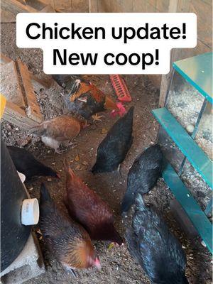 Chicken update! #chickens #chickentok #chickentiktok #chickenmom ##homestead##chickenlife##homesteading##homesteadtoktok##homesteadlife##chickensoftiktok🐔##chickentreat##grubworms##protien##chickenupdate##chicks##hens##oliveeggers##blackcoppermarans##bcm##marans##greeneggs##blueeggs##creamlegbar##eastereggs##eastereggers##homesteadliving##farm##farmlife##farmtok