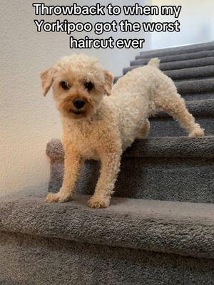 Haircut fail. #haircutfail #doghaircutgonewrong #badhaircut #badhaircutcheck #doghaircut #badgrooming #dogsoftiktok #dogtiktok #dogtoker #dogtoks #dogmomsoftiktok #dogmomtok #dogmomproblems #dogmomstruggles #dogmomlife #dogmomlifestyle #dogmomaf #doglovers #doglove #dogsoftiktok #dogtiktok #dogtoker #doglife #doglifestyle #blackdogmom #blackdogmomsoftiktok #blackpeoplepets #blackpetowner #blackwomenlovedogs #smalldogsoftiktok #poodlemix #yorkiepoo #yorkipoo #yorkipoosoftiktok #yorkipoosofinstagram #yorkipoolovers #yorkipoolove 