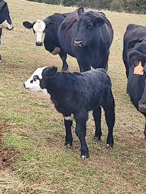 #fyp #cattlefarm #farmlife #cowtok #angus #blackangus #baldycows #beefcows #moodog #grasspuppy #pasturepuppy #farmliving #countryliving #countrylife  #lifeisbetteronthefarm #myhappyplace #justagirlwholovescows 