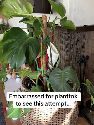 Tips please! Also- these poles are on sale so you can get some too! #PlantTok #houseplantsoftiktok #mosspole #monstera #plantmom 