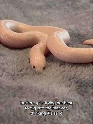 i believe in her, she’ll eventually be able to dig through the blanket.  #pets #animals #reptiles #snakes #boa #boaconstrictor #sandboa #cuteanimals #cutepets #tiny #baby #silly #determined 