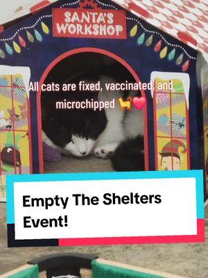 There are only a few days remaining in the Empty The Shelters event, during which our cats' adoption fees are discounted. This opportunity will be available until the 17th of this month. We invite you to visit and take advantage of this wonderful chance to adopt your new lifelong companion! 🫶❤️ #centralpurrkcatcafe #centralpurrk #catcafe #fyp #catsandcoffee  #Kentucky  #Coffee  #georgetownkentucky #emptytheshelters  #cutecats