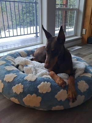 Replying to @saramoore74 the xxl is  66 x 48 x 12 inches.  #petfinds #dogtok #giantbreeds #humandogbed #dogbed #dogmom #dogsnuggles #lesure 