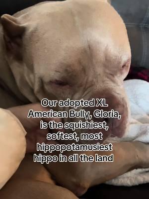 #americanbully #xlbully #xlamericanbully🦍 #adoptdontshop #adoptadog #rescuedogs #adoptthecropped #breedawareness #bullybreeds #househippo #dogmom #velvethippo #gloria 