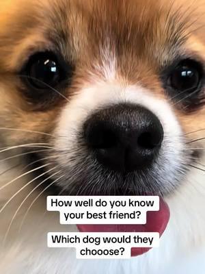 Or your partner! Which dog would be their favorite? #groomer #doggroomer #doggrooming #petgrooming #doggroomerlife #doggroomersoftiktok #petstylist #groomers #groomersoftiktok #petgroomersoftiktok #groomerslife #doggroominglife #petsalon #doghaircut #dogbath #softcoatedwheatenterrier #yorkshireterrier #doodle #goldendoodle #goldendoodlesoftiktok #dogsoftiktok #doglover #doglife #dogmom #favoritedog #dogbreeds #toypoodle #poodle #poodlesoftiktok #bichon #bichonfrisé #bichonsoftiktok #bernadoodle 