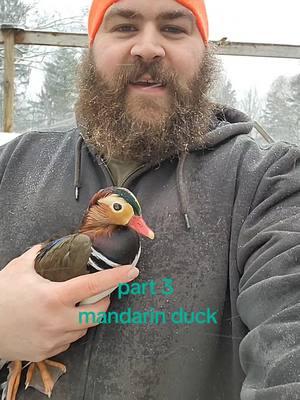 ya i said mallard but ment mandarin in central park lol. #warehousefarms #SmallBusiness #fyp #foryou #waterfowl #gamefowl #peafowl #farmlife #duck #aviary #ohio #doingwhatilove #mandarinduck #woodduck #wildpopulation #duckhunter #duckhunting #waterfowlhunting #someday #beautiful #greatpet #duckstarter #colorful #farmtok #newyork 