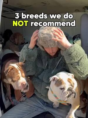 3 breeds we would not recommend for first time dog owners🐶 #dog #DogTraining #dogpsychology #dogbehavior #doglover #dogbreeds #dogtrainingtips #dogtrainingadvice #dachshund #bassethound #beagle #hounds #doghealth #husky #jackrussell #jackrussellterrier #huskypuppy #bassethound #bullybreed #englishbullterrier #fyp