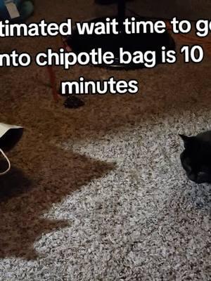 they loves bags! #estimatedwait #cattok #cats #catsoftiktok #pets #blackcat #snowshoecat #lgbtq #pansexual #nonbinary #theythem #asexual #ohio #fyp #columbusohio #foryou #tiffanileigh #trend #idk #funny 