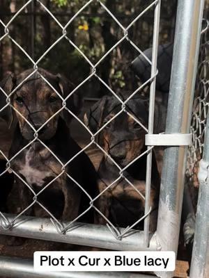 Dad is Plott and mom is cur and blue lacy! Message me if interested in one! Good blood line! #plot #curdog #bluelacy #hoghuntin #boar #dog 