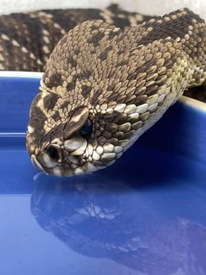 Thirsty much 💧 !? This is a Eastern Diamondback 🐍 and yes, even snakes need to hydrate! 🐍💙🩵 It’s not every day you get to catch one sipping water – proof that even the most feared predators have soft moments. Remember Nature is full of surprises 👀 Just don’t get too close trying to catch one 😉😆 • • • • • #wow #amazing #video #daily #animals #animallovers #mondays #water #hydrate #wellness #rattlesnake #venomous #dangerousanimals #tik #tok #tiktok #tiktokanimals 