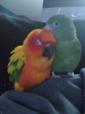 Sweet Pea and Cosmo. 💚💚 #bird #birds #birdtok #parrot #parrotsoftiktok #sunconure #coworkers #parrot #birdsoftiktok #PetsOfTikTok #friends #christmas #buddies #fyp #bonded 