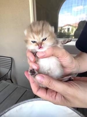 He's so fluffy I could diiiiieeee 🐱 Follow for the best kitty content! 🐈😻 🎥 Credit: luvlykitie on IG #cat #cats #kitten #kittens #animals #animal #instaanimal #cute #catlover #catstagram #kittensofinstagram #catoftheday #catlover #catsagram #petstagram #petscorner #instagramcats #instacat #instakitty #pet #pets #weeklyfluff #lovecats #lovekittens #adopt #meow #gato #catsoftiktok