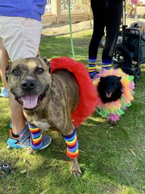 Meet our bonded pair: Emilia and Erin #AdoptMe #BondedPair #PitbullLove #ChihuahuaMix #DynamicDuo #RescueDogsOfInstagram 