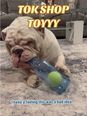 & just for 10 bucks🫢🫢  #jupiterthebulldog #dogtok #dogsoftiktok #doglife #dogcontent #englishbulldogs #ebtok #eb #dogreel #dogcreator #doginfluencer #dogs #foryou #TikTokShop #dogtoys 