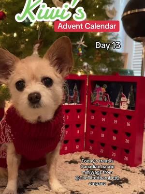 It’s Day 13 of Kiwi’s advent calendar with @TheTiltedBarnPetCompany 🎄🎁💫 #christmasdog #chihuahuamix #cutepet 