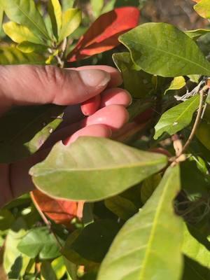 Garden Harvest #miracleberry #harvest #zone9garden #gardenharvest 