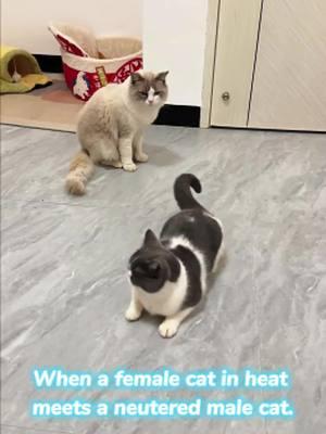 When a female cat in heat meets a neutered male cat.#cat #kitten #funnycat #funnyanimals #funnypets 