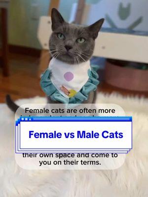 Female versus male cats #catsoftiktok #catsvideo #catsoftheworld 