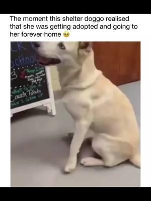 Awe he is so happy that he found a new home #dog #straydog #adopted #animalsoftiktok #wholesome #xyzbca 