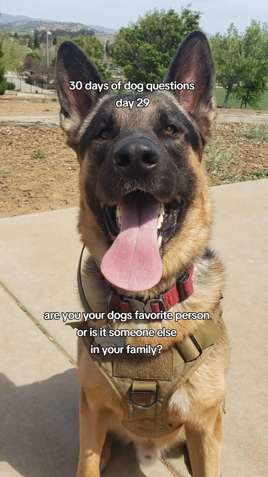 #dogs #dogsoftiktok #bestdog #dog #PetsOfTikTok #dogquestions 